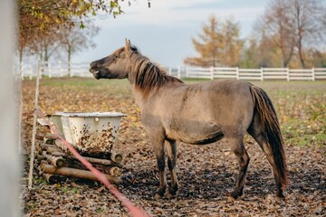 Brown Konik horse standing by white rusty water containers on dry fallen leaves in the pen © Bigblackben/Wirestock Creators