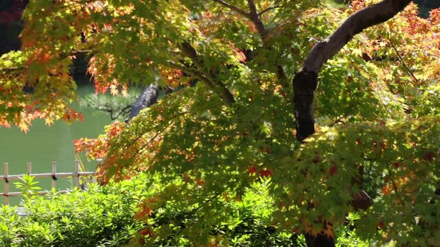 maple tree, leaves, red, autum, japanese garden, japan, nature, fall, sorakuen, &aacute;rbol, oto&ntilde;al, naturaleza, hojas, rojo, ciclos, cielo, arce, flora