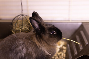 Funny bunny rabbit eating hay food close up - pet and domestic animal concept