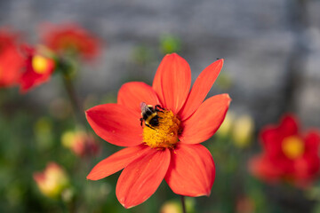 red flower with bumblebee
