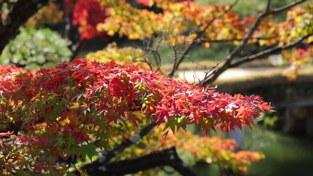 maple tree, leaves, red, autum, japanese garden, japan, nature, fall, sorakuen, &aacute;rbol, oto&ntilde;al, naturaleza, hojas, rojo, ciclos, cielo, arce, flora