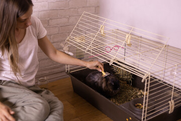 Grooming undercoat of bunny rabbit. Combing out rabbit fur brush. Hygiene and care for animals...
