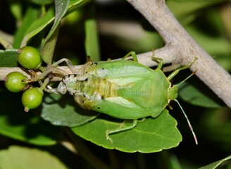 Red-Shouldered Stink Bug nymph (Thyanta custator) shedding skin while camouflaged in a shrub at night in Houston, TX. Dorsal macro view.