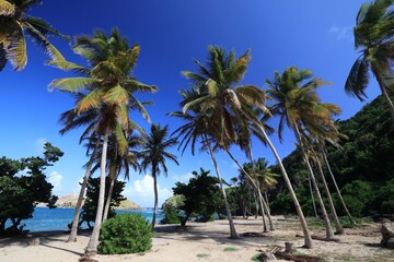 Naklejka premium Beautiful beach in Terre De Haut, Guadeloupe