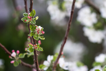 the tree is blooming in the garden