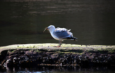 seagull has caught a fish and struggles to eat it