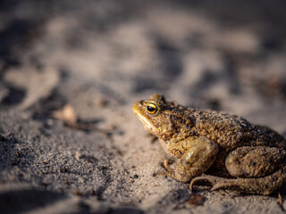 frog on the ground