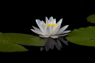 Nymphaea alba, the white waterlily, European white water lily or white nenuphar  is an aquatic flowering plant in the family Nymphaeaceae - obrazy, fototapety, plakaty