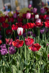 red and white tulips