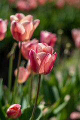 Fototapeta premium tulips in garden