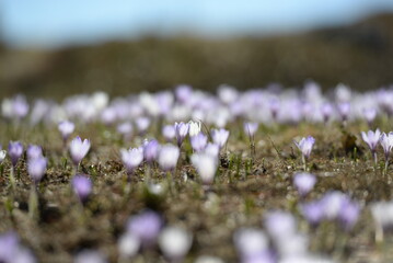 Bergimpression im Frühling