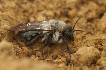 Closeup on a grey-backed minin bee female, Andrena vaga , with raindrops on her back