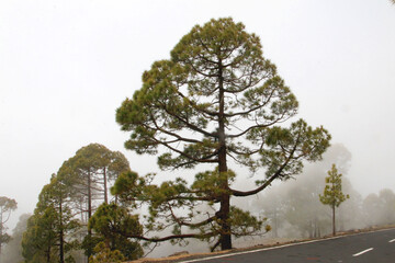 Kanarische Kiefer (Pinus canariensis) Kanaren-Kiefer, Koniferen, Insel Teneriffa, Kanaren, Spanien,...