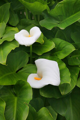 Calla Pflanze mit weißen Blüten (Zentedeschia aethiopica)