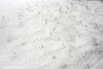 Plants covered with fresh snow
