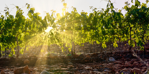 Sunset in the vineyards of La Rioja(Spain)