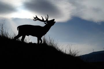 Deer silhouette in rut
