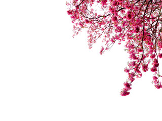 Magenta cherry blossom flowers tree branches PNG image 