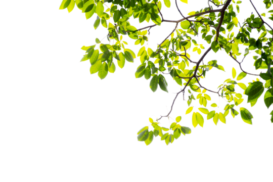 green leaves branches background