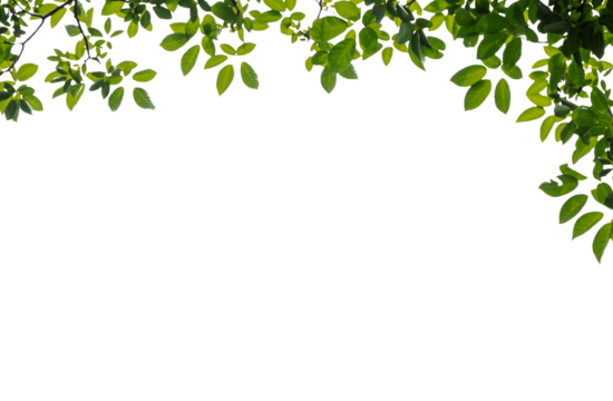 Natural green leaves frame PNG Form 