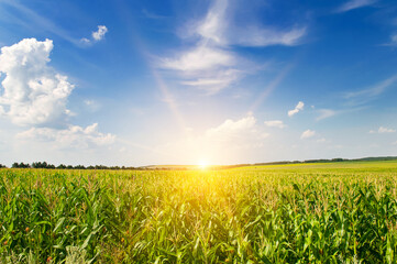 Green corn field and light sunset. - obrazy, fototapety, plakaty