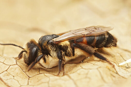 Closeup on a female of the oligolectic Bryony mining bee, Andrena florea sitting on a dried leaf