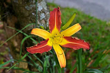 Daylily (Hemerocallis 'bicolor') on garden