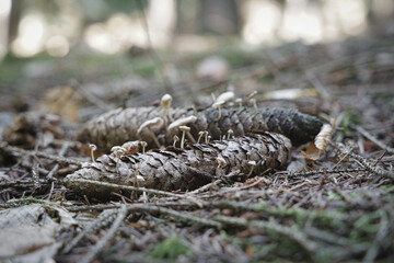 mushrooms in the forest