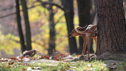 pissing dog