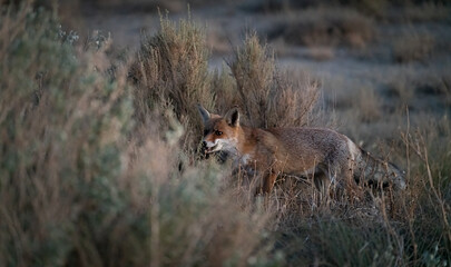 Fox hidden into the bush at dusk