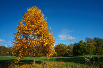 Amerikanischer Tulpenbaum im Herbst