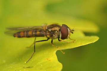 Closeup on a marmelade hoverfly, Episyrphus balteatus, sitting on a green oak leaf