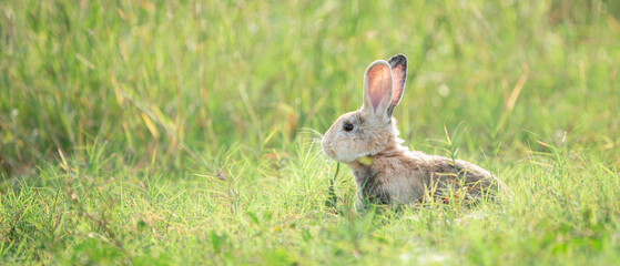 Little rabbit on green grass with background of natural in summer day at during the sunset.