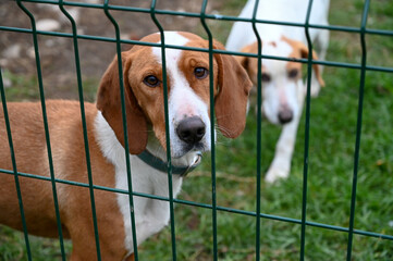 Sad dogs in animal shelter. Asylum for dogs. Stray dogs behind iron cage.