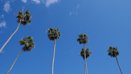 Group of gigantic palm trees at the San Clemente Pier in Orange County, California, USA