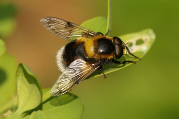 Closeup on a bumblee mimicking plumehorn hoverfly, Volucella plumifrons sitting on a green leaf