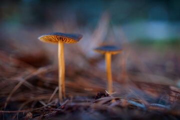 Small mushrooms in the pine forest.