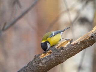Cute bird Great tit, songbird sitting on the branch with blured background