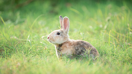 Naklejka na ściany i meble Little rabbit on green grass with background of natural in summer day at during the sunset.