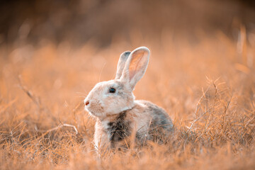 Little rabbit on grass with background of natural in summer day at during the sunset.