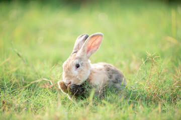 Little rabbit on green grass with background of natural in summer day at during the sunset.