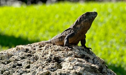 Iguana on the rock