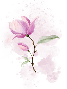 Pink Magnolia Flower on delicate abstract spot. Blooming plant with green leaves. Watercolor botanical hand drawn illustration on isolated background for greeting cards or wedding invitations