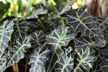 close-up shot of the bright green triangular and veined leaves of the live Alocasia Polly African Mask plant used for the decor in the very large airport, the waiting room, grown in very large pots. 