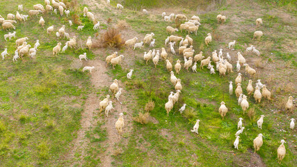 Aerial view of a herd of sheep and goats (Ovis aries) grazing in a countryside. The sheep are...