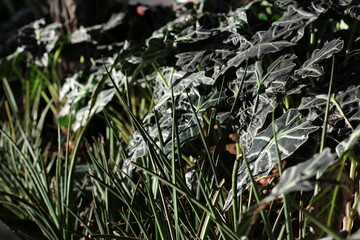 close-up shot of the bright green triangular and veined leaves of the live Alocasia Polly African Mask plant used for the decor in the very large airport, the waiting room, grown in very large pots. 