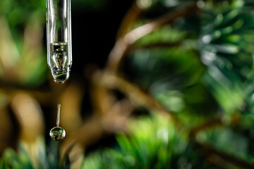Essential oil, liquid, serum or tincture dripping from pipette. Natural organic cosmetic and green pine branches on background. Beauty product concept. Oil extract. Bio medical medicine. Close up.