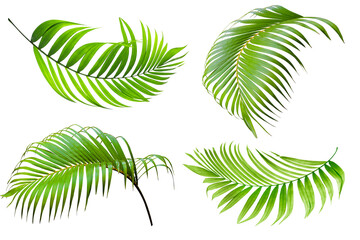 Fototapeta premium Green leaf of palm tree on transparent background