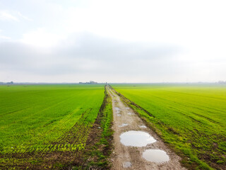 Macadam road with puddles in the field. Wheat field.
