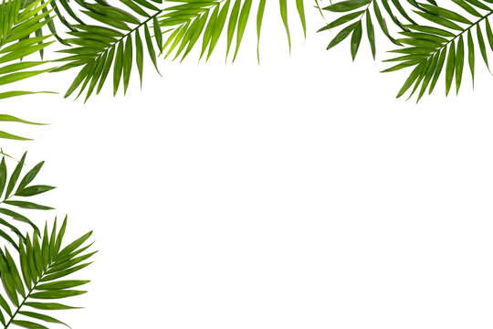 Green leaf of palm tree on transparent background